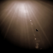 Bird_sun_card