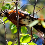 Robin_bug_card