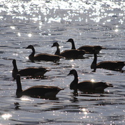 Geese_lake_card