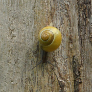 Snailgoingdown_card