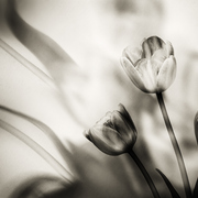 04-tulips-dreams_card