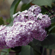 Lilac_etsy_card