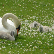 Swansfeeding_card