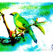 1bg_card