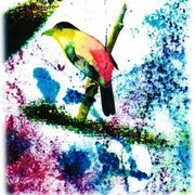 Img046_card