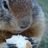 Crumbs_by_otodda-d4yocce_thumb