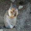 Chipmunk_by_otodda-d4yobgp_thumb