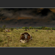 Cows_3a_card