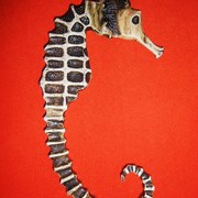 Caballito_card