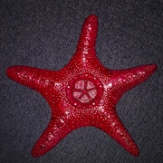 Estrella_de_mar__4__card