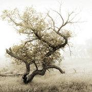 Withering_beauty_card