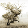 Withering_beauty_thumb