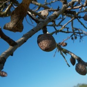 Almendra_mallorca_card