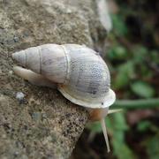 Biodiversidad_perfecta_y_fragil_card