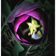 Purple-tulip_card