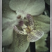 Creamdone_card