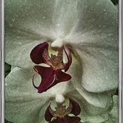 Whitedone_card