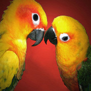 1-2birdssmall_card