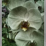 Whitedone_card