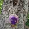 Purple_skull_thumb