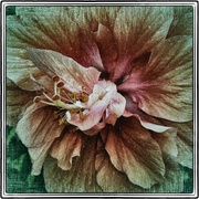 Pinkdone_card