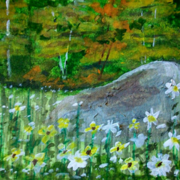 Rock-in-daisies_card