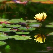 Yellow_lily_card