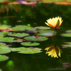 Yellow_lily_thumb