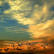 Wide_open_spaces_card