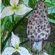 Trilliums_and_the_toad_stool_card