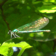 Goldenwings_card