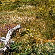 Driftwood_and_wildflowers_card