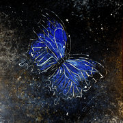 Pappion_de_la_nuit-002_card
