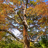 Ice_large_tree_29_pics_done_still_smaller_thumb