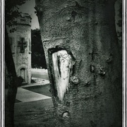 Tree2_card