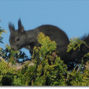 Black_squirrel_card