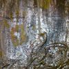 Petrified_20presence_20_1a__thumb