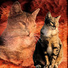Katze-grau-reduziert_thumb