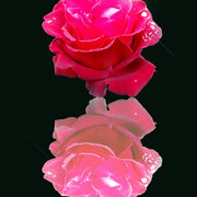 Rose_card