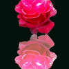 Rose_thumb