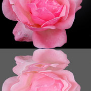 Rosarose_card
