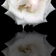 Rosa-blanca_card