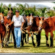 Horsewalking_card