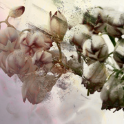 Blushsmall_card
