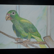 Sam_1068_card