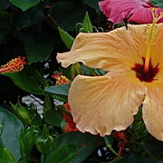 Dsc06475_card