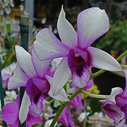 Dsc06493_card