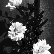Infrared2_card