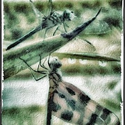 Hanging_out_card