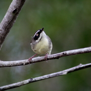 Img_5270a_card